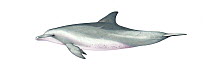Indo-Pacific bottlenose dolphin (Tursiops aduncus) adult     No more than 15 illustrations by Martin Camm, Rebecca Robinson and/or Toni Llobet to be used in a single project or book edition, excep...
