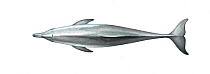 Indo-Pacific bottlenose dolphin (Tursiops aduncus) adult upperside     No more than 15 illustrations by Martin Camm, Rebecca Robinson and/or Toni Llobet to be used in a single project or book edit...