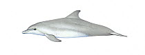 Indo-Pacific bottlenose dolphin (Tursiops aduncus) adult variation     No more than 15 illustrations by Martin Camm, Rebecca Robinson and/or Toni Llobet to be used in a single project or book edit...