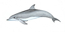 Indo-Pacific bottlenose dolphin (Tursiops aduncus) adult variation     No more than 15 illustrations by Martin Camm, Rebecca Robinson and/or Toni Llobet to be used in a single project or book edit...