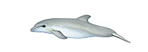 Indo-Pacific bottlenose dolphin (Tursiops aduncus) calf     No more than 15 illustrations by Martin Camm, Rebecca Robinson and/or Toni Llobet to be used in a single project or book edition, except...
