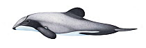 Hector's dolphin (Cephalorhynchus hectori) calf     No more than 15 illustrations by Martin Camm, Rebecca Robinson and/or Toni Llobet to be used in a single project or book edition, except by prio...