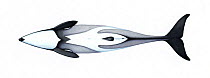 Hector's dolphin (Cephalorhynchus hectori) adult male South Island subspecies     No more than 15 illustrations by Martin Camm, Rebecca Robinson and/or Toni Llobet to be used in a single project o...