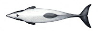 Hector's dolphin (Cephalorhynchus hectori) adult upperside     No more than 15 illustrations by Martin Camm, Rebecca Robinson and/or Toni Llobet to be used in a single project or book edition, exc...