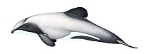 Hector's dolphin (Cephalorhynchus hectori) adult variation     No more than 15 illustrations by Martin Camm, Rebecca Robinson and/or Toni Llobet to be used in a single project or book edition, exc...