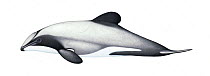 Hector's dolphin (Cephalorhynchus hectori) adult     No more than 15 illustrations by Martin Camm, Rebecca Robinson and/or Toni Llobet to be used in a single project or book edition, except by pri...