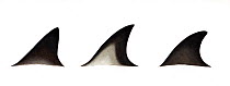Common dolphin (Delphinus delphis) adult dorsal fin variations delphis subspecies     No more than 15 illustrations by Martin Camm, Rebecca Robinson and/or Toni Llobet to be used in a single proje...