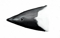 Commerson's dolphin (Cephalorhynchus commersonii) Head upperside - Widow's Peak' variations     No more than 15 illustrations by Martin Camm, Rebecca Robinson and/or Toni Llobet to be used in a si...