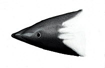 Commerson's dolphin (Cephalorhynchus commersonii) Head upperside - Widow's Peak' variations     No more than 15 illustrations by Martin Camm, Rebecca Robinson and/or Toni Llobet to be used in a si...