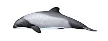 Commerson's dolphin (Cephalorhynchus commersonii) calf     No more than 15 illustrations by Martin Camm, Rebecca Robinson and/or Toni Llobet to be used in a single project or book edition, except...