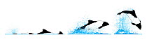 Commerson's dolphin (Cephalorhynchus commersonii) Dive sequence - slow swimming and fast swimming - and breaching     No more than 15 illustrations by Martin Camm, Rebecca Robinson and/or Toni Llo...