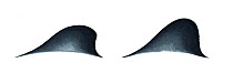 Commerson's dolphin (Cephalorhynchus commersonii) Dorsal fin variations     No more than 15 illustrations by Martin Camm, Rebecca Robinson and/or Toni Llobet to be used in a single project or book...