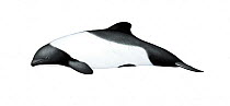 Commerson's dolphin (Cephalorhynchus commersonii) adult South American subspecies     No more than 15 illustrations by Martin Camm, Rebecca Robinson and/or Toni Llobet to be used in a single proje...
