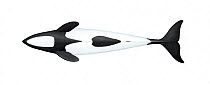 Commerson's dolphin (Cephalorhynchus commersonii) adult male underside     No more than 15 illustrations by Martin Camm, Rebecca Robinson and/or Toni Llobet to be used in a single project or book...