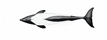 Commerson's dolphin (Cephalorhynchus commersonii) adult upperside     No more than 15 illustrations by Martin Camm, Rebecca Robinson and/or Toni Llobet to be used in a single project or book editi...