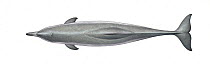 Atlantic humpback dolphin (Sousa teuszii) adult upperside     No more than 15 illustrations by Martin Camm, Rebecca Robinson and/or Toni Llobet to be used in a single project or book edition, exce...
