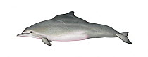 Atlantic humpback dolphin (Sousa teuszii) adult     No more than 15 illustrations by Martin Camm, Rebecca Robinson and/or Toni Llobet to be used in a single project or book edition, except by prio...
