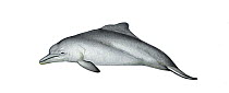 Atlantic humpback dolphin (Sousa teuszii) calf     No more than 15 illustrations by Martin Camm, Rebecca Robinson and/or Toni Llobet to be used in a single project or book edition, except by prior...