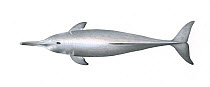 Yangtze river dolphin or baiji (Lipotes vexillifer) adult upperside     No more than 15 illustrations by Martin Camm, Rebecca Robinson and/or Toni Llobet to be used in a single project or book edi...