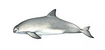 Vaquita (Phocoena sinus) adult     No more than 15 illustrations by Martin Camm, Rebecca Robinson and/or Toni Llobet to be used in a single project or book edition, except by prior written agreeme...