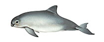 Vaquita (Phocoena sinus) calf      No more than 15 illustrations by Martin Camm, Rebecca Robinson and/or Toni Llobet to be used in a single project or book edition, except by prior written agreem...