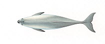 Vaquita (Phocoena sinus) adult upperside     No more than 15 illustrations by Martin Camm, Rebecca Robinson and/or Toni Llobet to be used in a single project or book edition, except by prior writt...