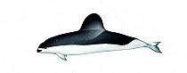 Spectacled porpoise (Phocoena dioptrica) adult male     No more than 15 illustrations by Martin Camm, Rebecca Robinson and/or Toni Llobet to be used in a single project or book edition, except by...
