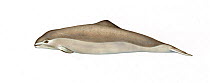 Spectacled porpoise (Phocoena dioptrica) calf     No more than 15 illustrations by Martin Camm, Rebecca Robinson and/or Toni Llobet to be used in a single project or book edition, except by prior...