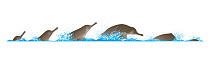 South Asian river dolphin (Platanista gangetica) Dive sequence (faster)     No more than 15 illustrations by Martin Camm, Rebecca Robinson and/or Toni Llobet to be used in a single project or book...