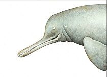 South Asian river dolphin (Platanista gangetica) adult showing flexible neck     No more than 15 illustrations by Martin Camm, Rebecca Robinson and/or Toni Llobet to be used in a single project or...