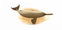South Asian river dolphin (Platanista gangetica) adult side-swimming     No more than 15 illustrations by Martin Camm, Rebecca Robinson and/or Toni Llobet to be used in a single project or book ed...