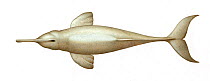 South Asian river dolphin (Platanista gangetica) adult upperside     No more than 15 illustrations by Martin Camm, Rebecca Robinson and/or Toni Llobet to be used in a single project or book editio...