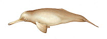 South Asian river dolphin (Platanista gangetica) adult colour variation     No more than 15 illustrations by Martin Camm, Rebecca Robinson and/or Toni Llobet to be used in a single project or book...