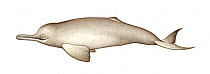 South Asian river dolphin (Platanista gangetica) calf     No more than 15 illustrations by Martin Camm, Rebecca Robinson and/or Toni Llobet to be used in a single project or book edition, except b...