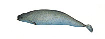 Narwhal (Monodon monoceros) Juvenile male     No more than 15 illustrations by Martin Camm, Rebecca Robinson and/or Toni Llobet to be used in a single project or book edition, except by prior writ...