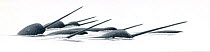 Narwhal (Monodon monoceros) male pod surfacing     No more than 15 illustrations by Martin Camm, Rebecca Robinson and/or Toni Llobet to be used in a single project or book edition, except by prior...