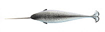 Narwhal (Monodon monoceros) adult male upperside     No more than 15 illustrations by Martin Camm, Rebecca Robinson and/or Toni Llobet to be used in a single project or book edition, except by pri...