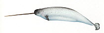 Narwhal (Monodon monoceros) Older adult male     No more than 15 illustrations by Martin Camm, Rebecca Robinson and/or Toni Llobet to be used in a single project or book edition, except by prior w...