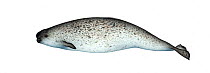 Narwhal (Monodon monoceros) adult female     No more than 15 illustrations by Martin Camm, Rebecca Robinson and/or Toni Llobet to be used in a single project or book edition, except by prior writt...