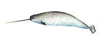 Narwhal (Monodon monoceros) adult male     No more than 15 illustrations by Martin Camm, Rebecca Robinson and/or Toni Llobet to be used in a single project or book edition, except by prior written...