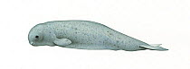 Narwhal (Monodon monoceros) calf     No more than 15 illustrations by Martin Camm, Rebecca Robinson and/or Toni Llobet to be used in a single project or book edition, except by prior written agree...