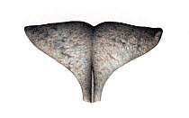 Narwhal (Monodon monoceros) adult femal tail (flukes) upperside     No more than 15 illustrations by Martin Camm, Rebecca Robinson and/or Toni Llobet to be used in a single project or book edition...