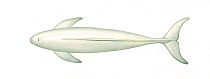 Narrow-ridged finless porpoise (Neophocaena asiaeorientalis) adult East Asian subspecies - Japanese colour morph - upperside     No more than 15 illustrations by Martin Camm, Rebecca Robinson and/...