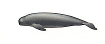 Narrow-ridged finless porpoise (Neophocaena asiaeorientalis) adult Yangtze subspecies     No more than 15 illustrations by Martin Camm, Rebecca Robinson and/or Toni Llobet to be used in a single p...