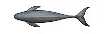 Narrow-ridged finless porpoise (Neophocaena asiaeorientalis) adult Yangtze subspecies - upperside     No more than 15 illustrations by Martin Camm, Rebecca Robinson and/or Toni Llobet to be used i...