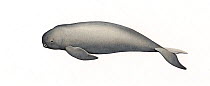 Narrow-ridged finless porpoise (Neophocaena asiaeorientalis) calf     No more than 15 illustrations by Martin Camm, Rebecca Robinson and/or Toni Llobet to be used in a single project or book editi...