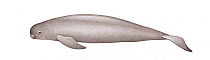 Narrow-ridged finless porpoise (Neophocaena asiaeorientalis) adult East Asian subspecies     No more than 15 illustrations by Martin Camm, Rebecca Robinson and/or Toni Llobet to be used in a singl...