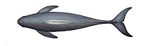Indo-Pacific finless porpoise (Neophocaena phocaenoides) adult upperside     No more than 15 illustrations by Martin Camm, Rebecca Robinson and/or Toni Llobet to be used in a single project or boo...