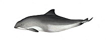 Harbour porpoise (Phocoena phocoena) adult variation     No more than 15 illustrations by Martin Camm, Rebecca Robinson and/or Toni Llobet to be used in a single project or book edition, except by...