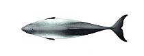Harbour porpoise (Phocoena phocoena) adult upperside     No more than 15 illustrations by Martin Camm, Rebecca Robinson and/or Toni Llobet to be used in a single project or book edition, except by...